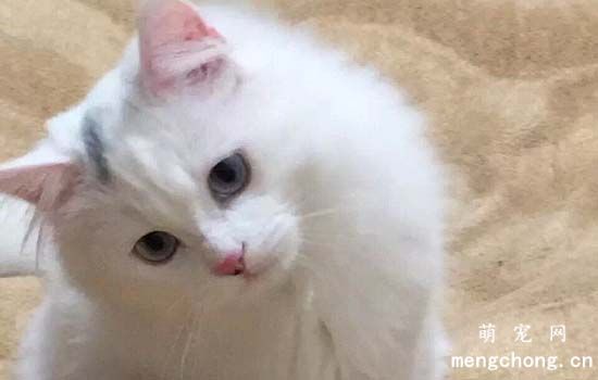 怎么喂猫咪驱虫药片