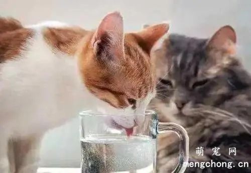 怎么引导猫咪多喝水？