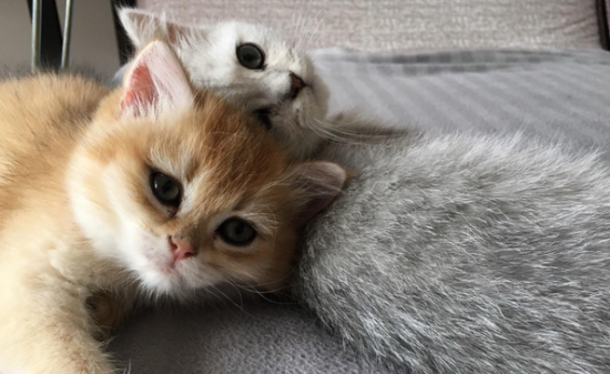 怎么教猫咪用猫砂?
