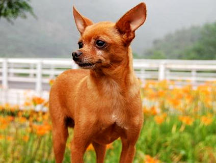 怎么样训练小鹿犬打猎呢?(图1) 怎么样训练小鹿犬打猎呢?(图1)