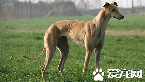 怎样样练习灵缇犬的速度 必需从犬的幼龄启始