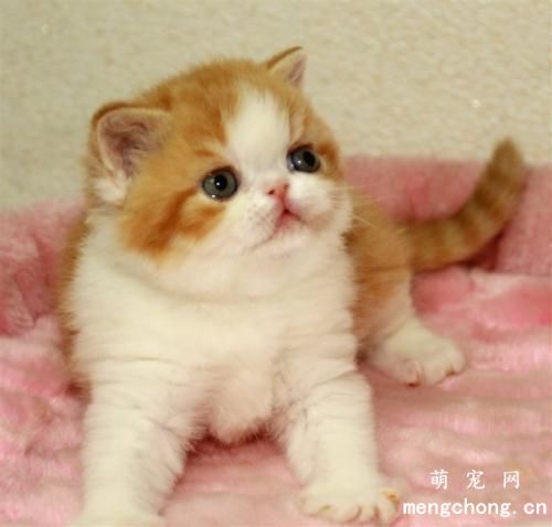 怎么看幼猫长大是圆脸?