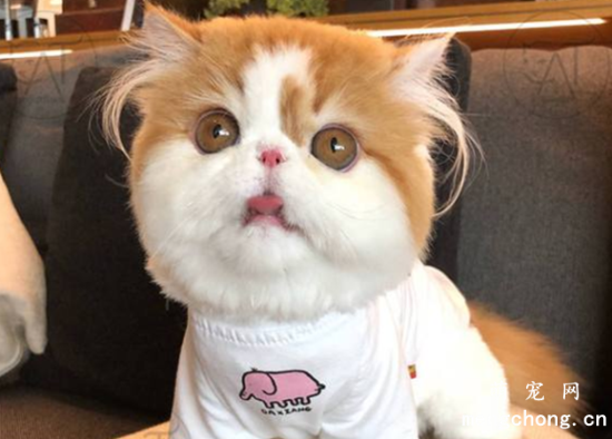 怎么看异国短毛猫多大了