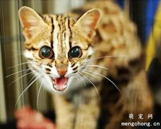 怎么看猫是公猫还是母猫