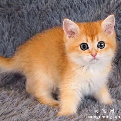 怎么确定猫咪得了毛球症