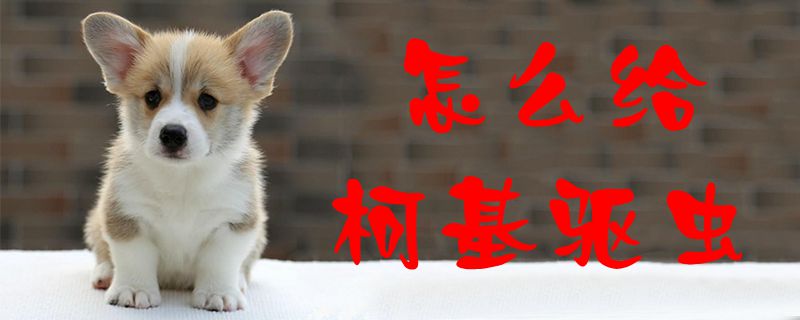 怎样给柯基驱虫1