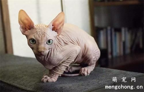 怎么给猫咪挤肛门腺