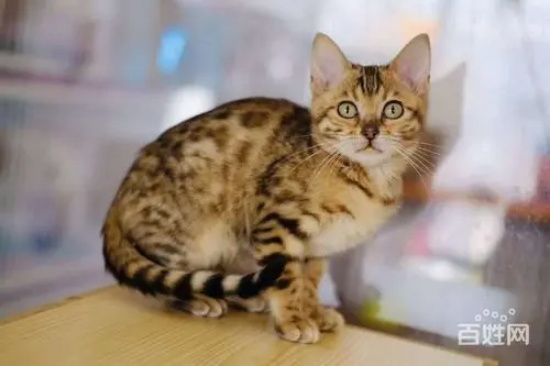 怎么给猫驱虫 猫驱虫注意事项