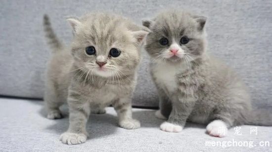 怎么让猫咪在笼子里不叫