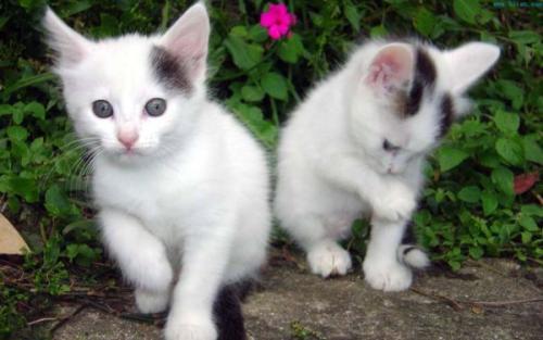 怎么让猫咪学会用猫砂盆？
