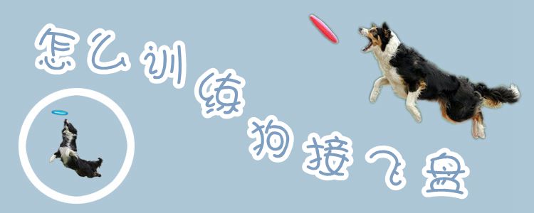 怎样熟习狗交飞盘