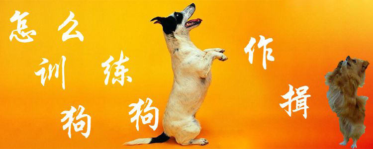 怎么训练狗狗作揖(图1) 怎么训练狗狗作揖(图1)