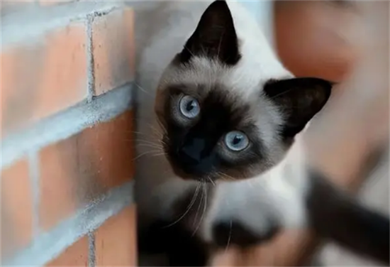 怎么训练猫咪不上床