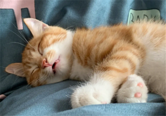 怎么训练猫咪自己睡猫窝？