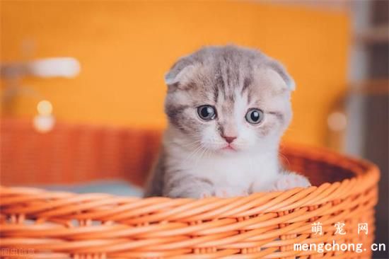 怎么选择一只适合自己的猫咪？