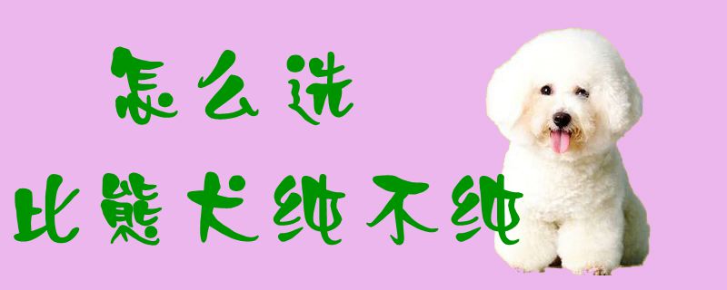 怎样选比熊犬纯不纯1