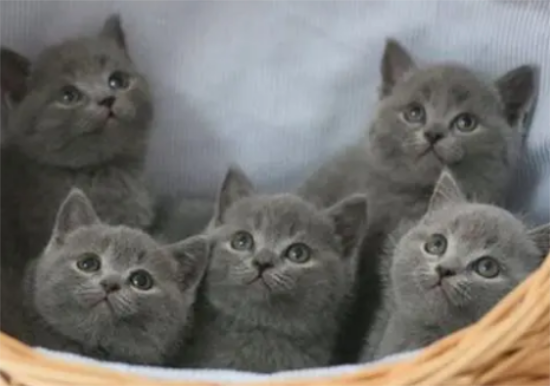 怎么选购俄罗斯蓝猫