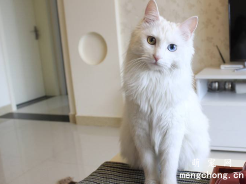怎么防止猫咬线