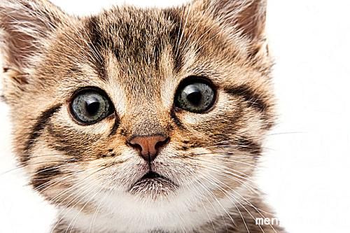 怎么防止猫坐车应激?