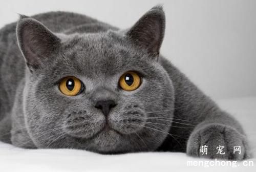 怎么防止猫跑出家门?