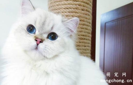 怎么防猫爬引擎盖