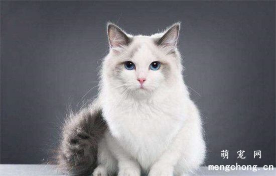 怎么阻止猫咪进入花园？对猫咪有毒的植物有哪些？