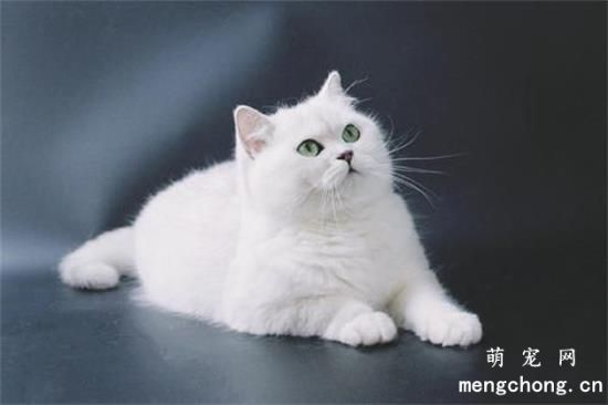 怎样关照刚生产完的母猫