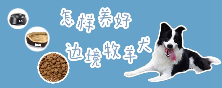 何如养佳边疆牧羊犬