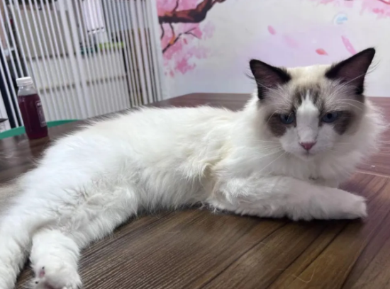 怎样养猫能让猫听话