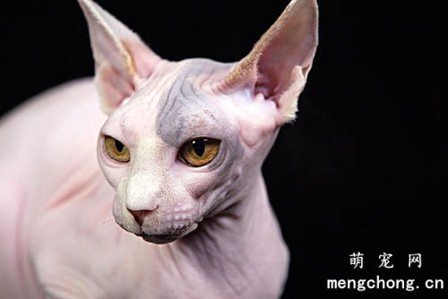 怎样判别猫有耳螨仍是耳朵脏？