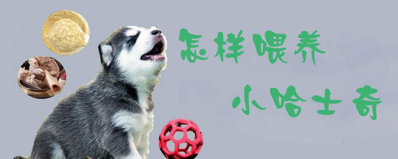 怎样喂养小哈士奇(图1) 何如豢养小哈士奇1