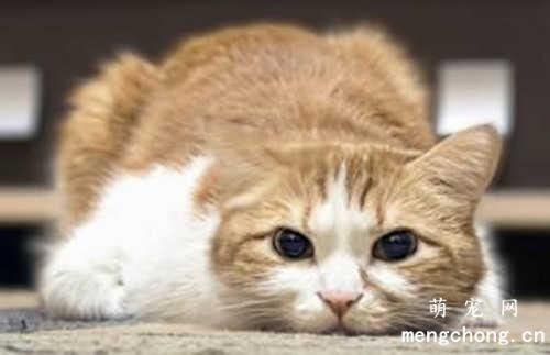 怎样喂猫咪驱虫药