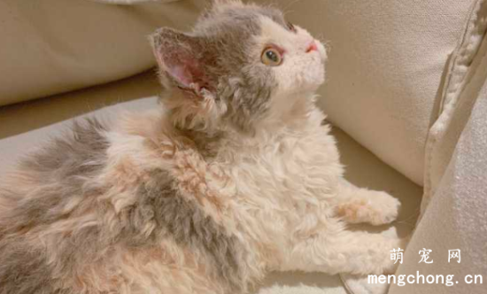 怎样喂食塞尔凯克卷毛猫及喂食注意点