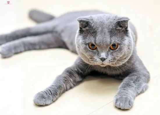 猫咪腹水症状四大体征