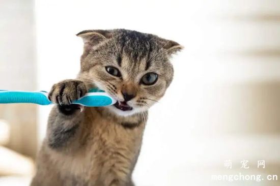 怎样帮猫咪刷牙？
