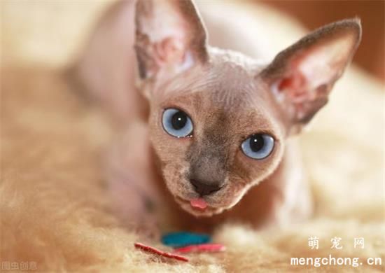 怎样揉猫肚子协助排便？