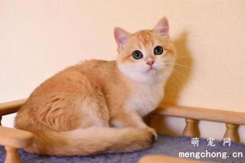 怎样改正猫咪抢食?