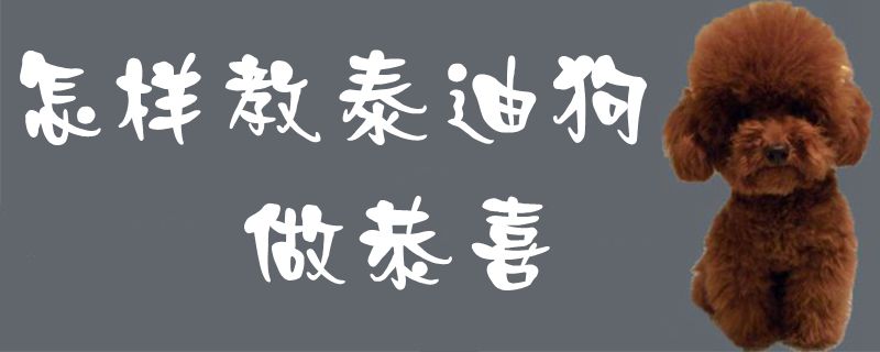 何如教泰迪狗干祝贺1