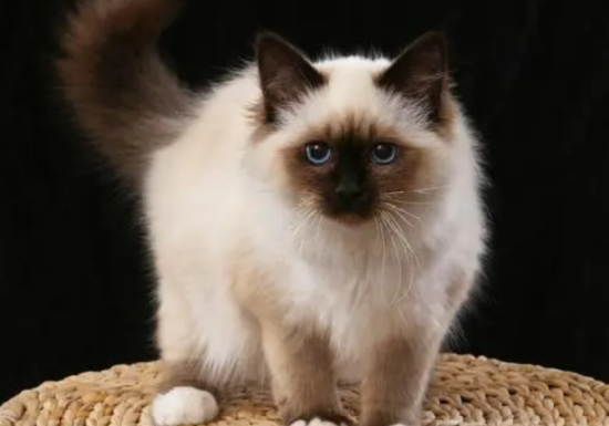 怎样给伯曼猫洗澡