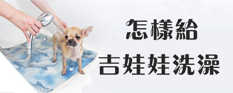 何如给吉娃娃沐浴