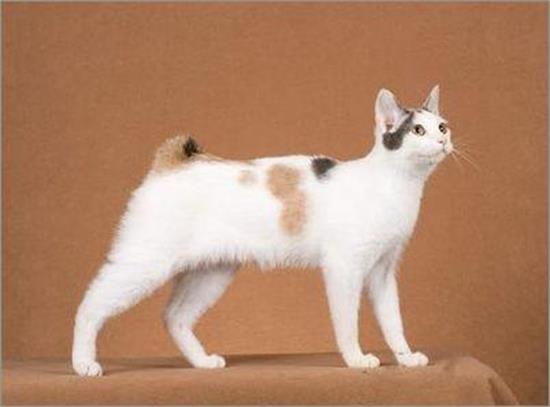 怎样给小奶猫断奶？