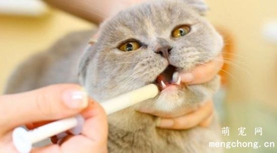 怎样给猫喂食药片剂 