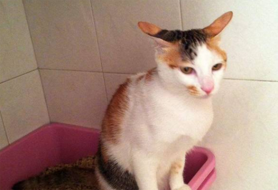 怎样让猫咪主动喝水?