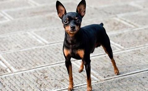 怎样训练杜宾犬便便？训练杜宾犬便便时应该注意什么？(图1)