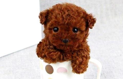 怎样训练泰迪狗听话？为什么养泰迪犬的人越来越多了？(图1)