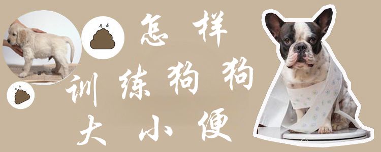 怎样训练狗狗大小便(图1) 何如练习狗狗巨细便1