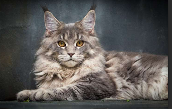 怎样训练猫用马桶