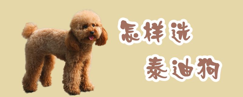 何如选泰迪狗