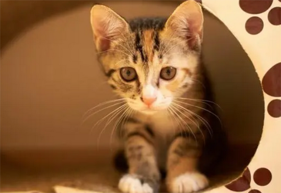 患上FIV的猫咪应注意什么：