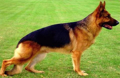 想领会德国牧羊犬 幼犬价钱吗！所有来瞅瞅吧！